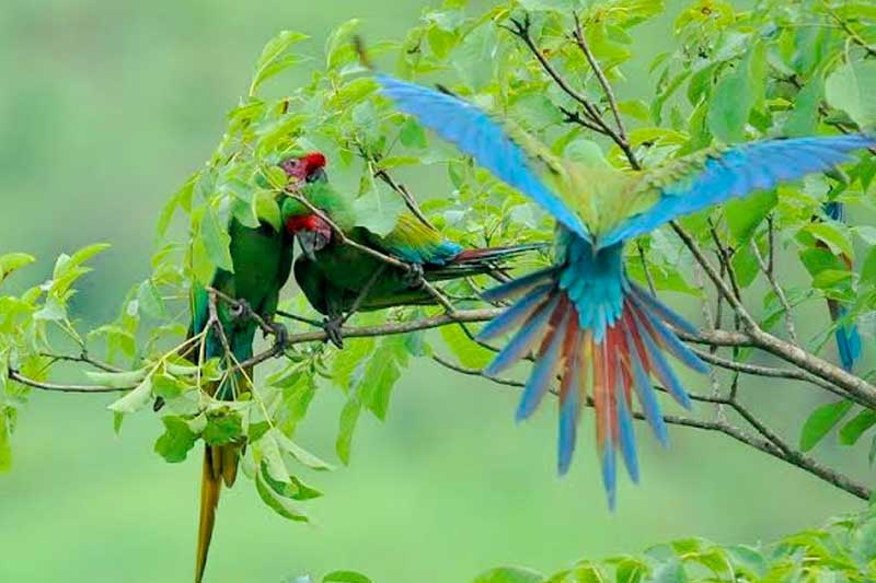 avistamiento de aves Puerto Escondido Hotel Careyes