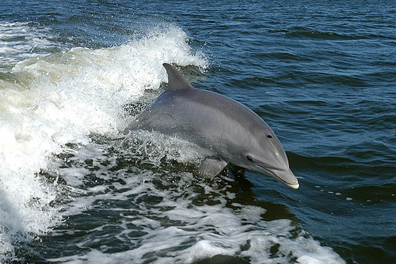 Delfines Puerto Escondido Hotel Careyes