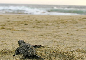 Tortuga caminando hacia el mar, puerto escondido