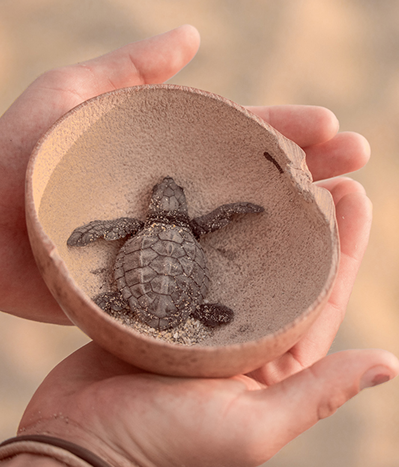 LIberación de tortugas puerto escondido