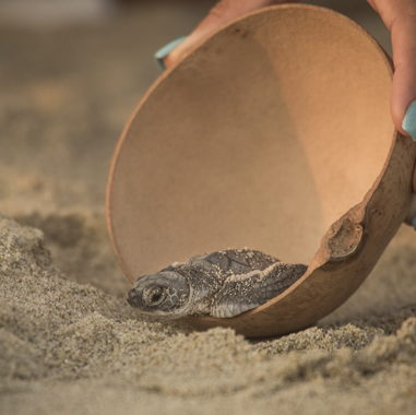 Liberacion de tortugas Puerto Escondido Hotel Careyes